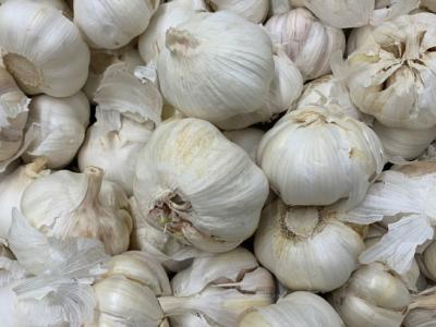 Bawang Putih