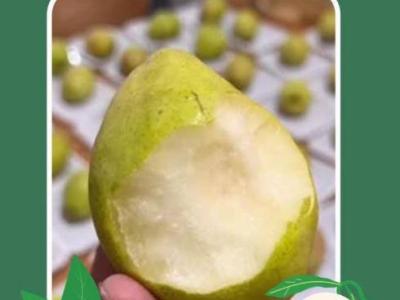 Pear Xianglie