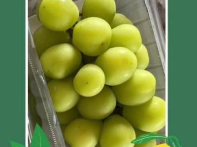 Anggur Muscat 50rb