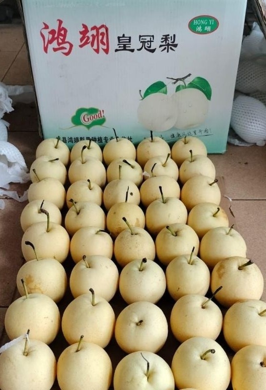 Pear Century