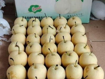 Pear Century